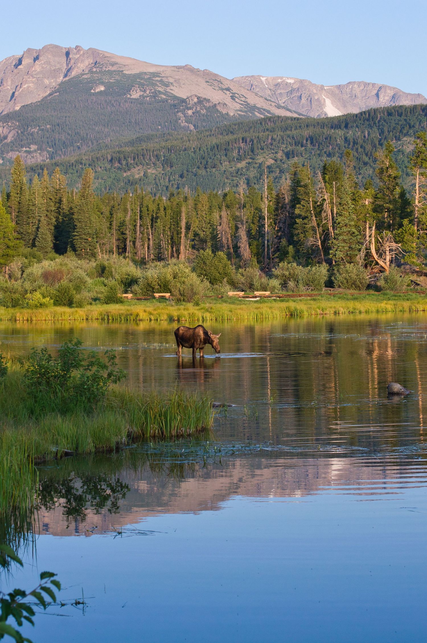 Cow Moose in Sprague lake, mid day in summer. Pixcapades | The Rocky Mountain Proposal Photographer