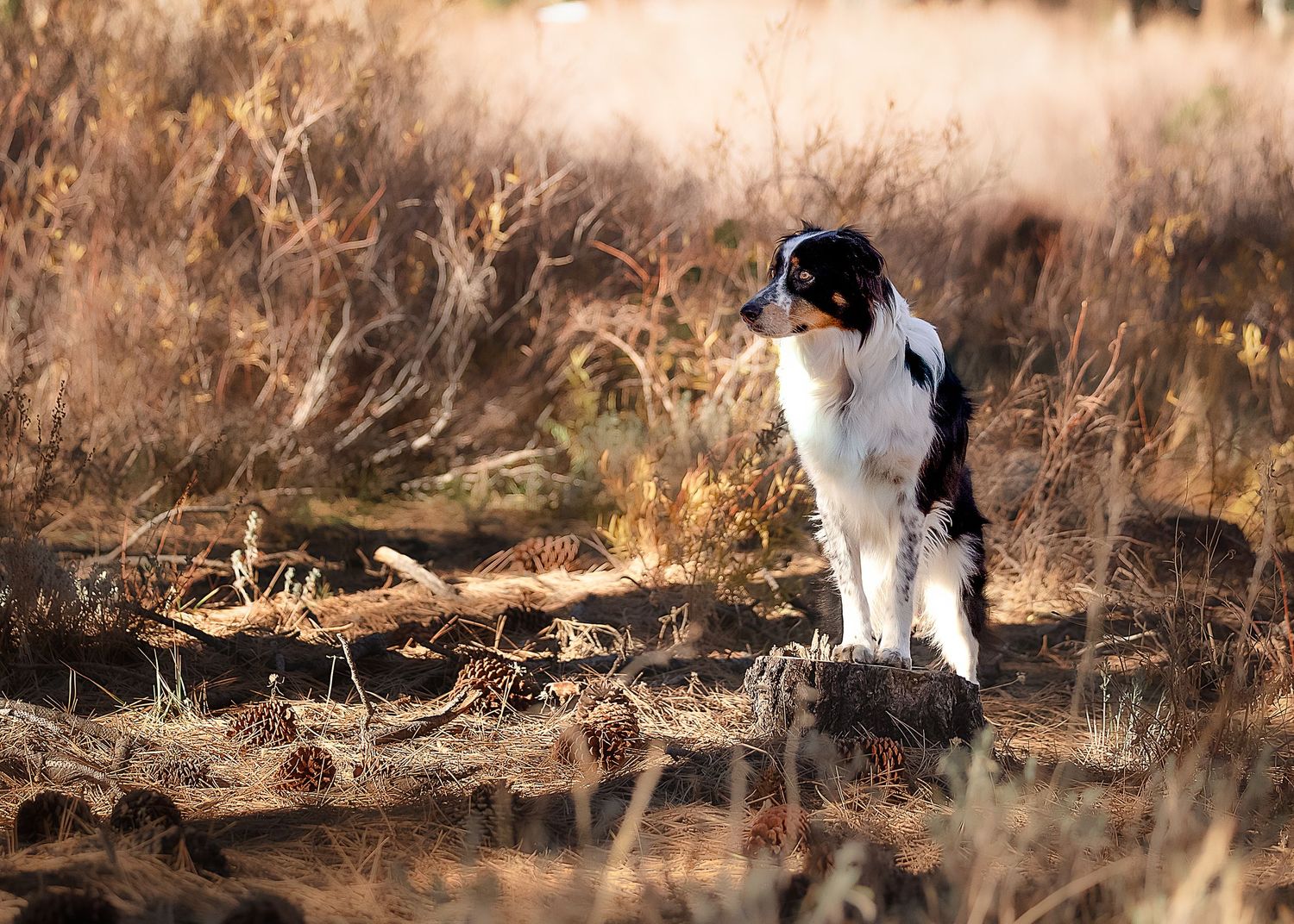 A black and white cat stands alert in a golden field during sunset, creating a striking silhouette against nature.