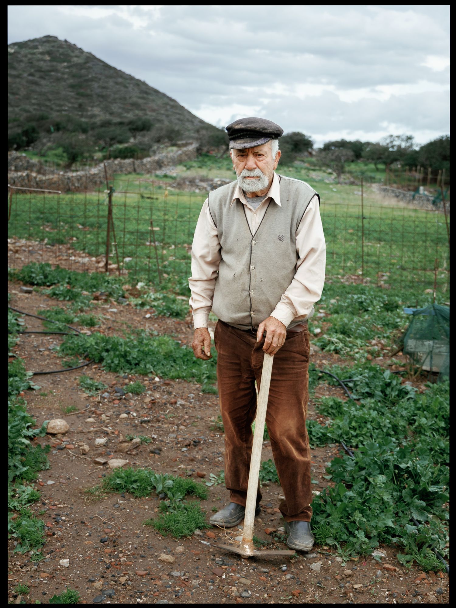 Elderly farmer standing in rural vegetable field holding farming tool.