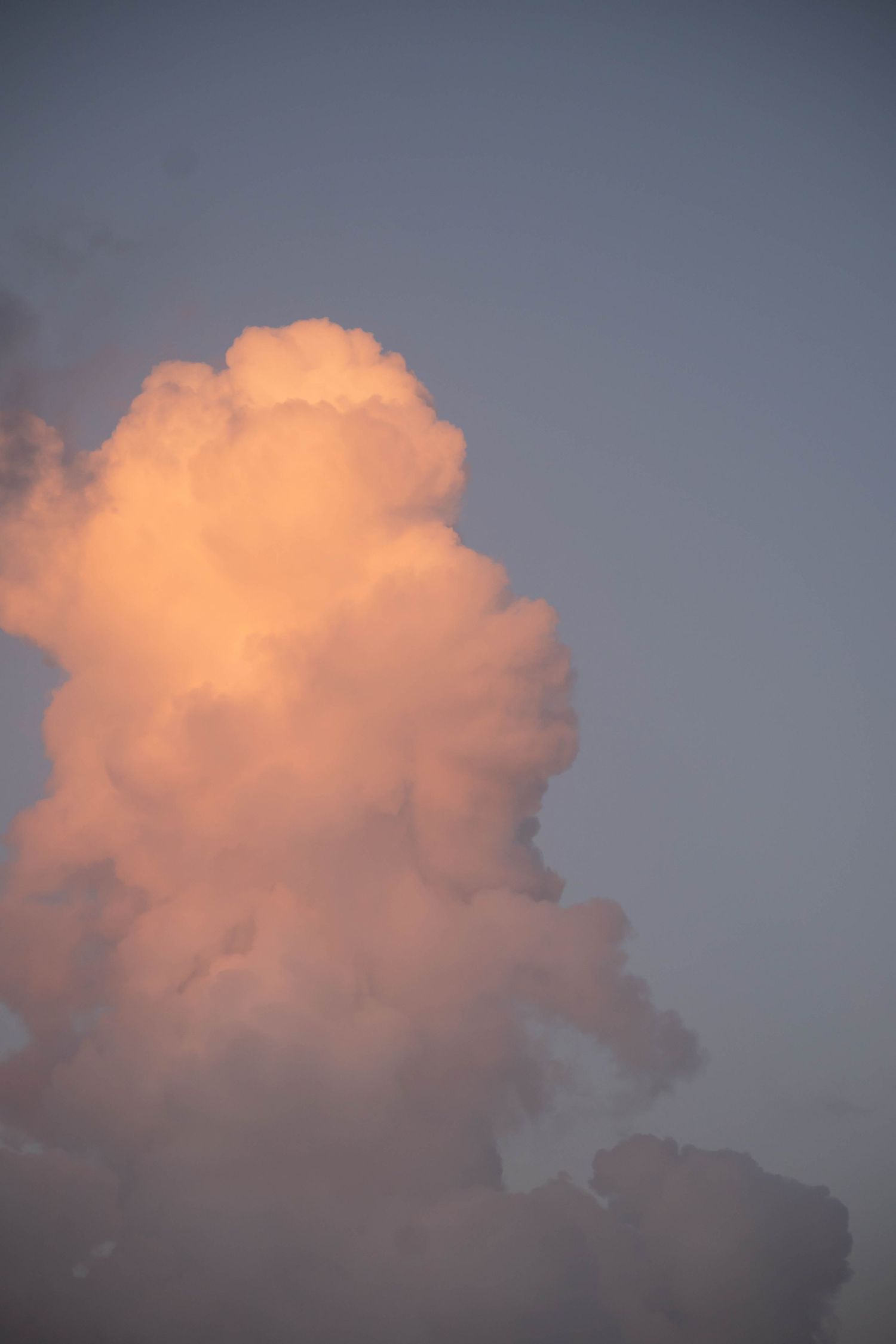 Fluffy pink cumulus clouds illuminated by sunset glow against a darkening evening sky.