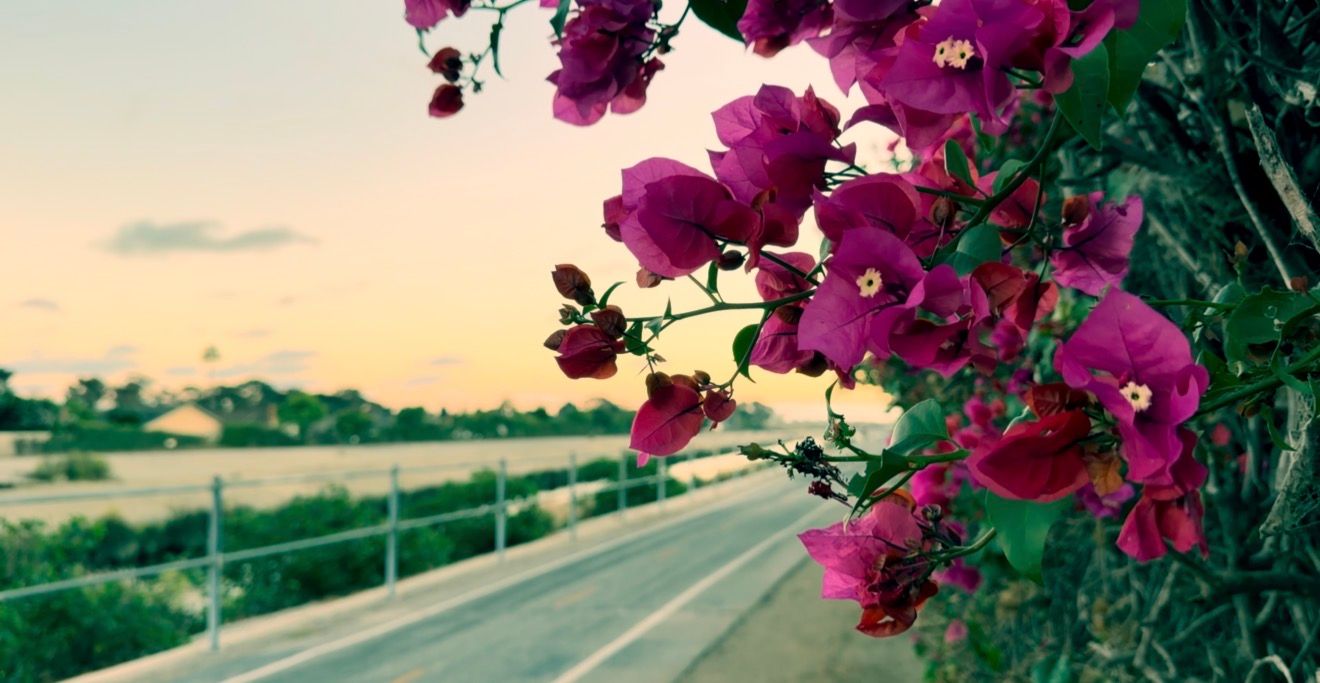 Vibrant pink bougainvillea flowers bloom against a golden sunset sky above a quiet road.