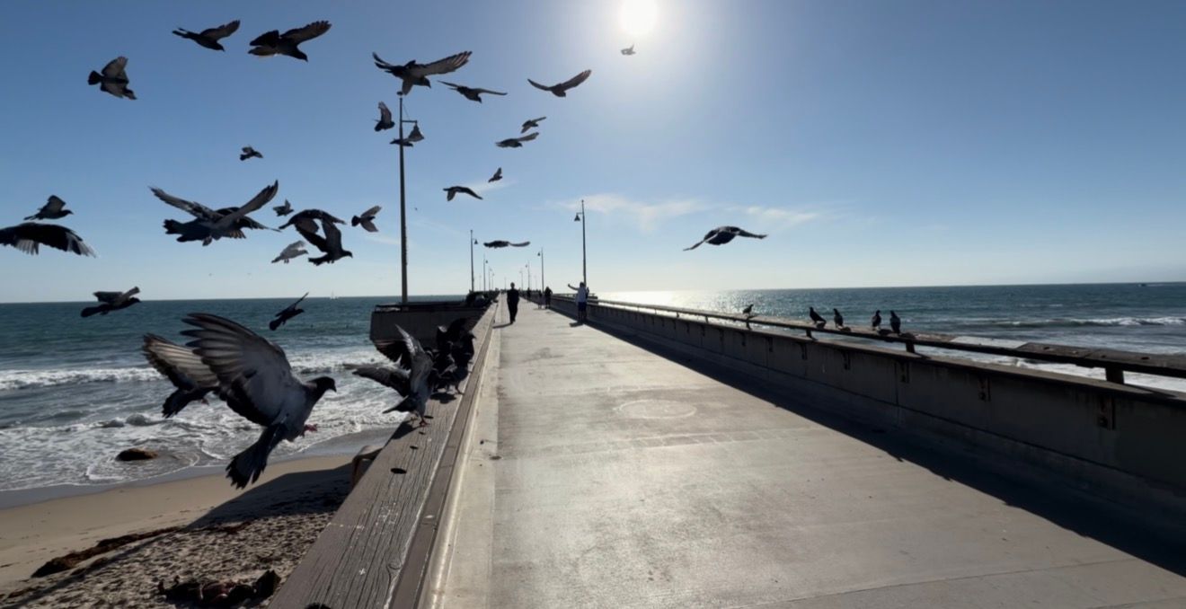 Flock of pigeons flying over a sunny ocean pier with blue skies, calm waves, and distant walkers along the waterfront.