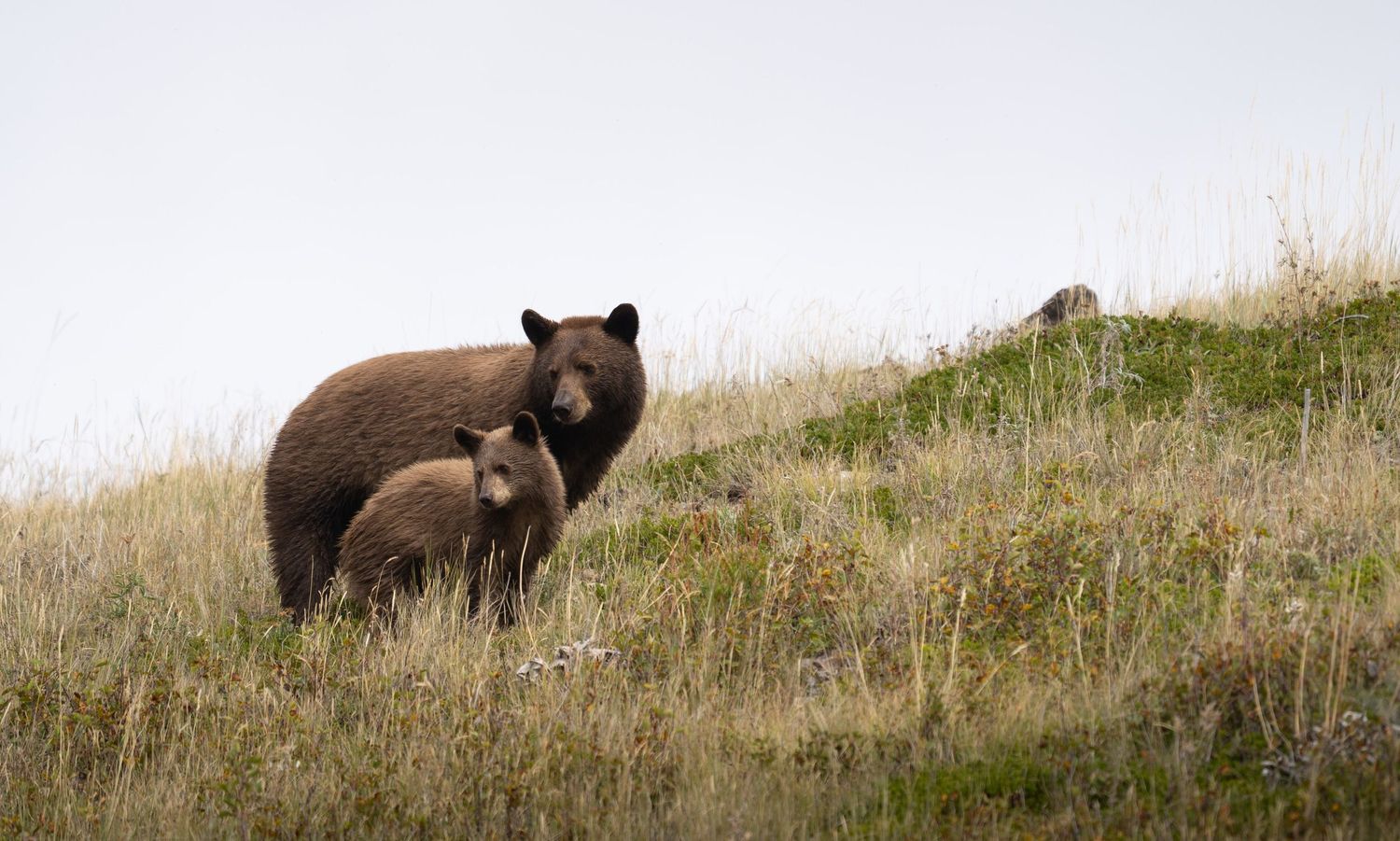 A momma black bear and her cub in Waterton Lakes National Park, Alberta, Canada.