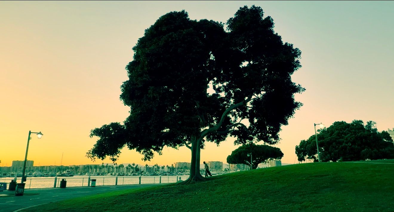 Large silhouetted tree on a grassy hillside overlooking a waterfront marina at sunset with a warm orange and yellow sky.