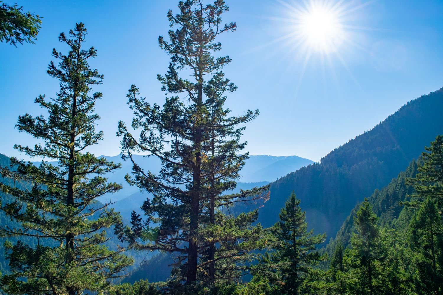 Sunburst through evergreen trees with mountain ranges in the background on a clear day.