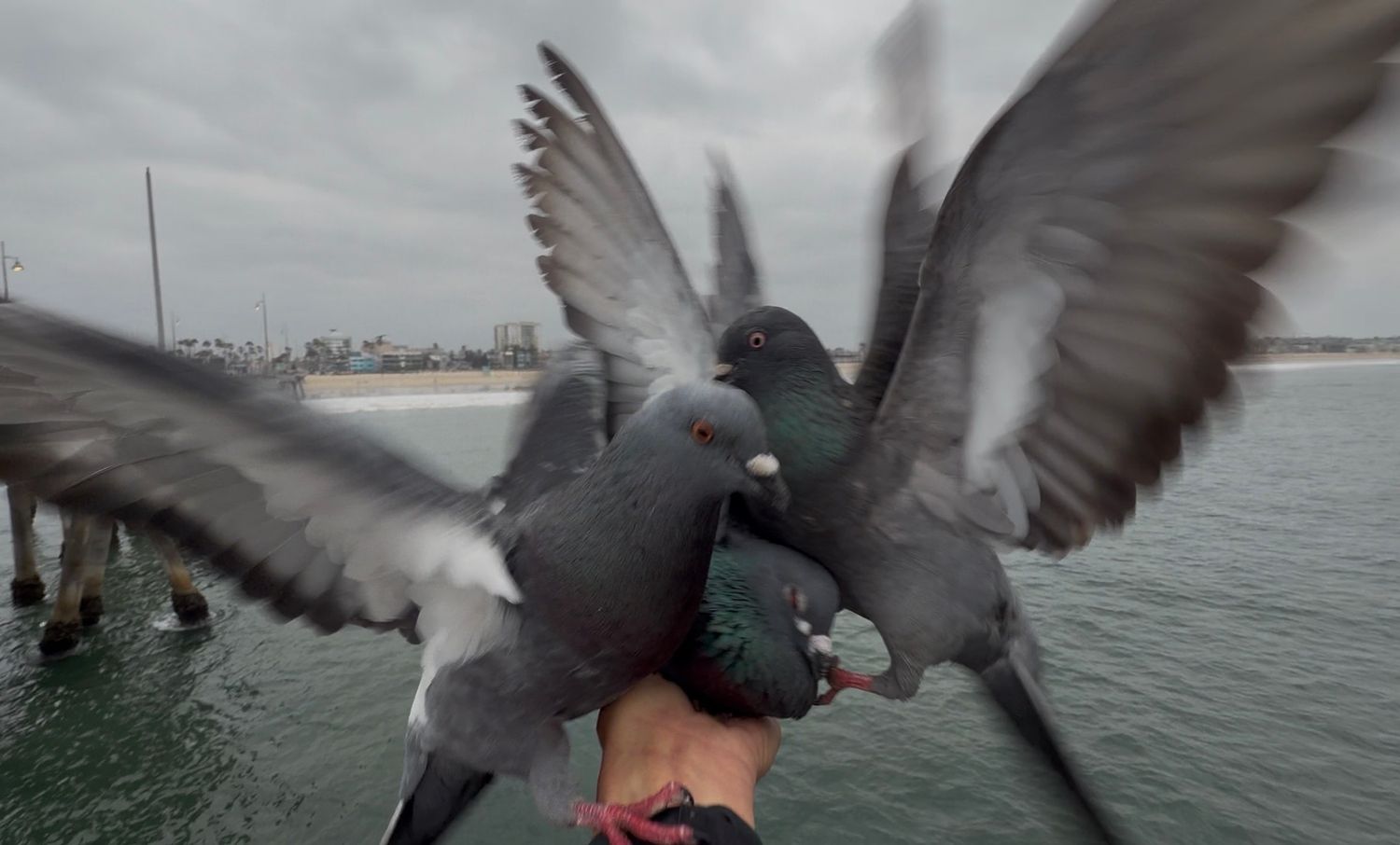 A person hand-feeds a flock of pigeons on a pier with ocean and cloudy sky in background.