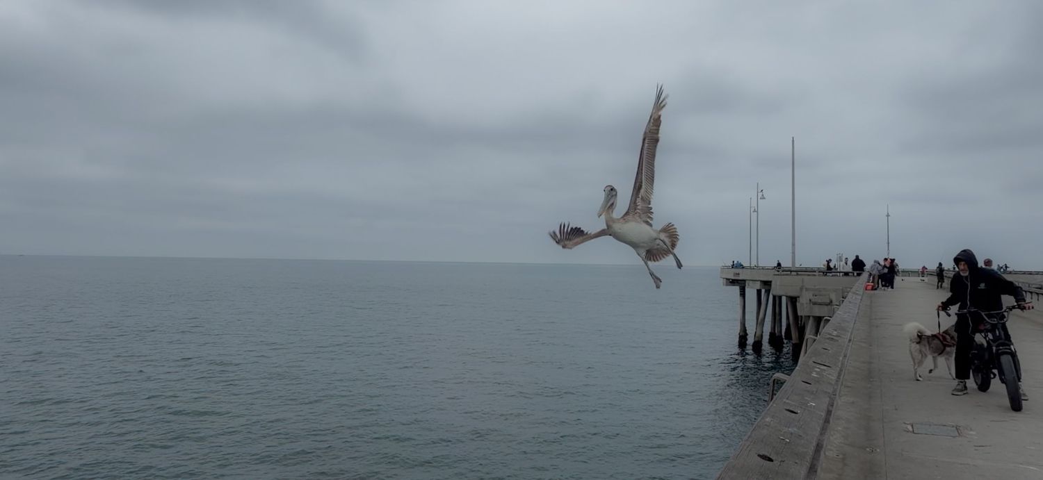 A seagull soaring over a calm ocean pier on an overcast day with people and a motorcycle visible in the background.