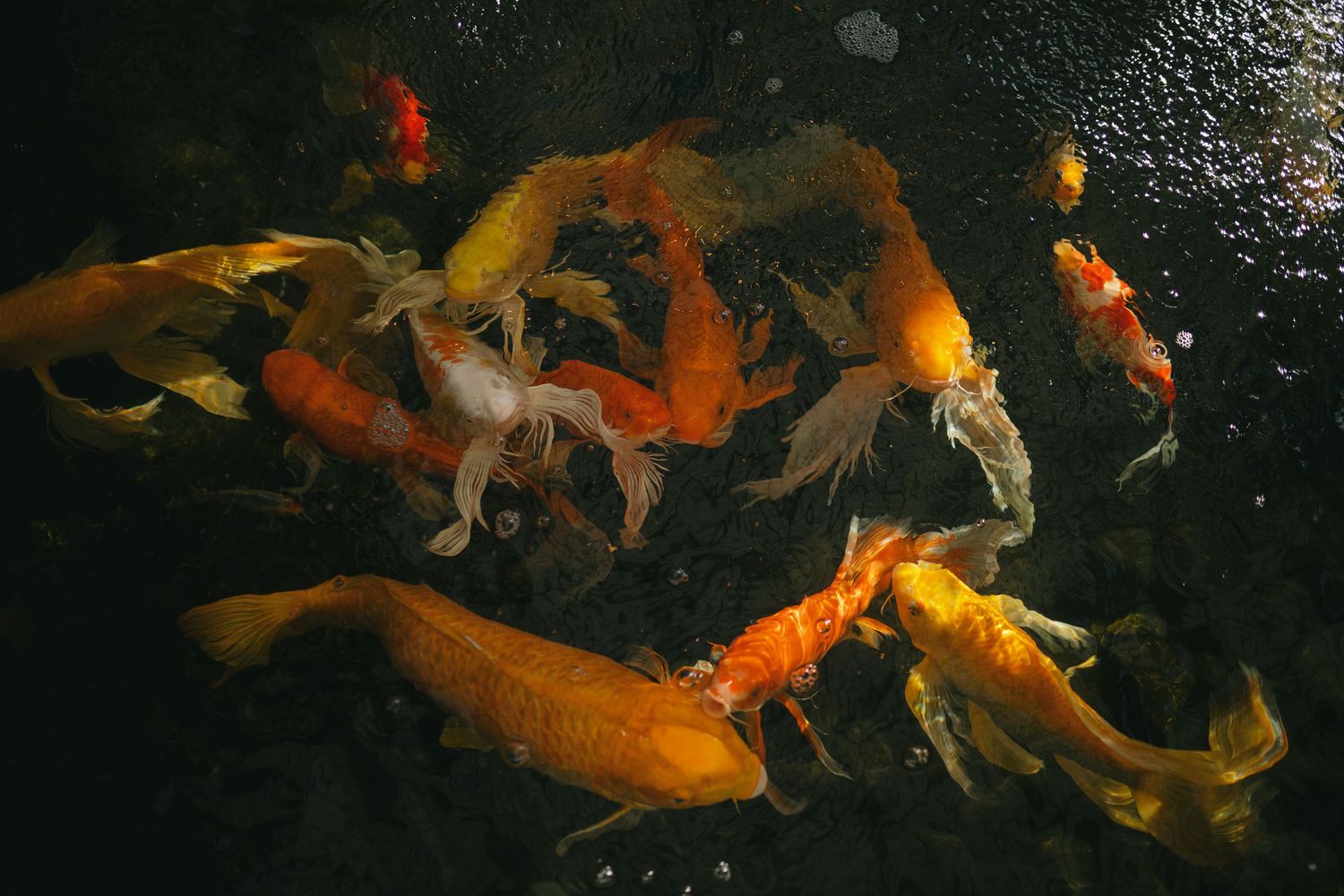 Vibrant orange and golden koi fish swim gracefully in dark pond water illuminated by subtle lighting.