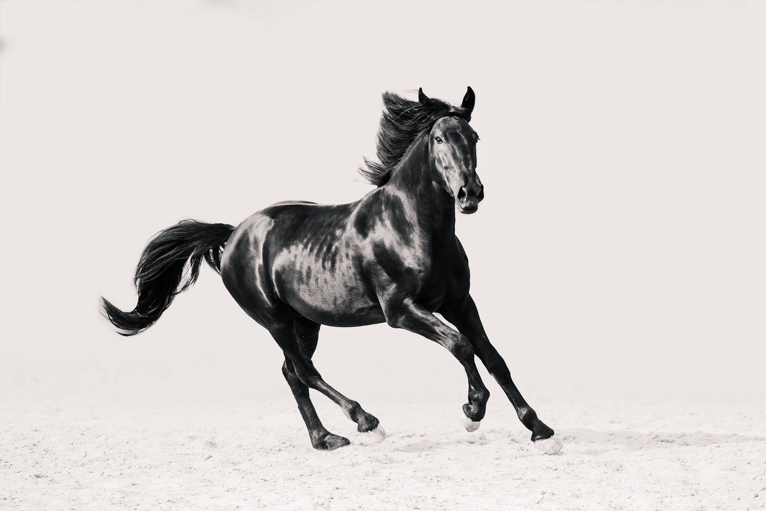 A dynamic image of a Murgese horse in motion, capturing the grace and power in front of a white background.