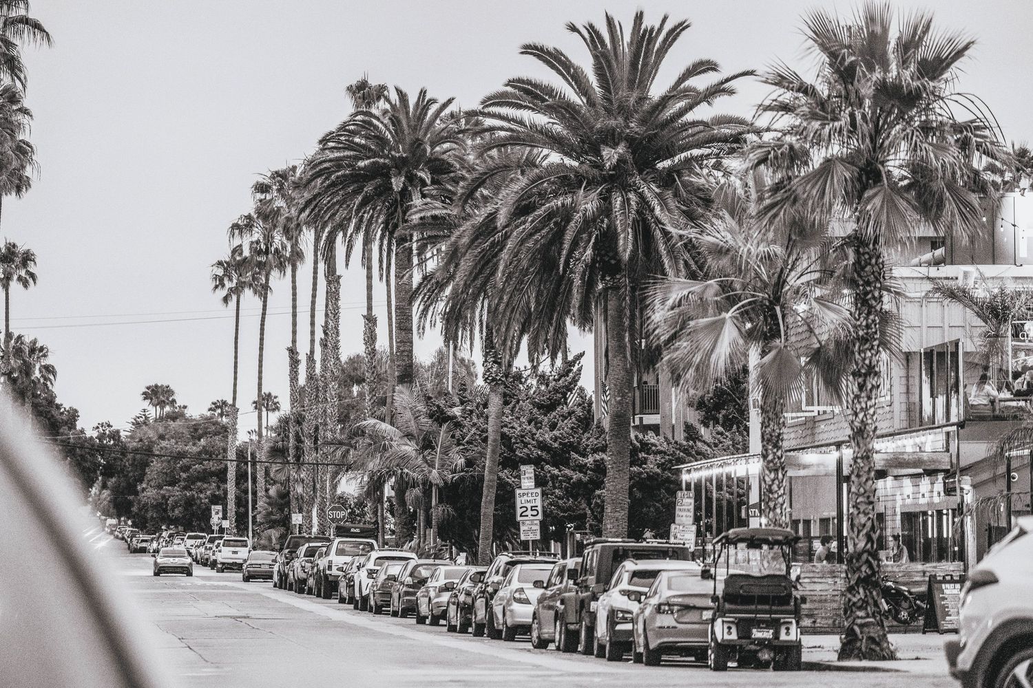 Black and white street scene with palm trees lining a road filled with parked cars.
