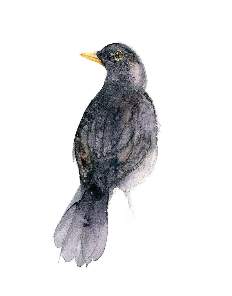 Blackbird watercolour artwork by Kathryn Hopkins