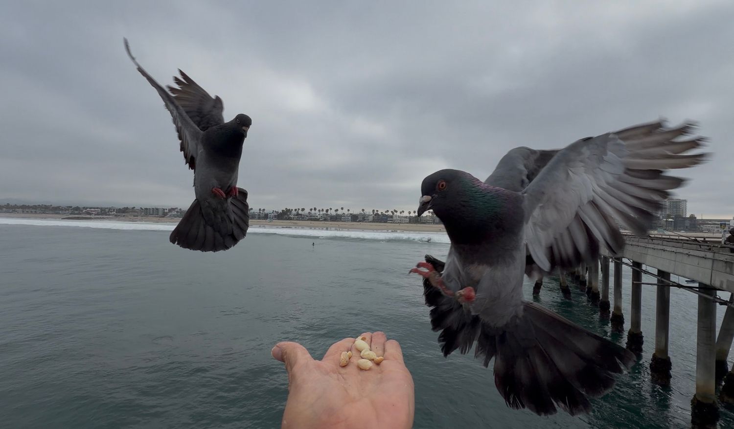 Two pigeons flying near a hand offering food on a pier overlooking a calm ocean under overcast skies.