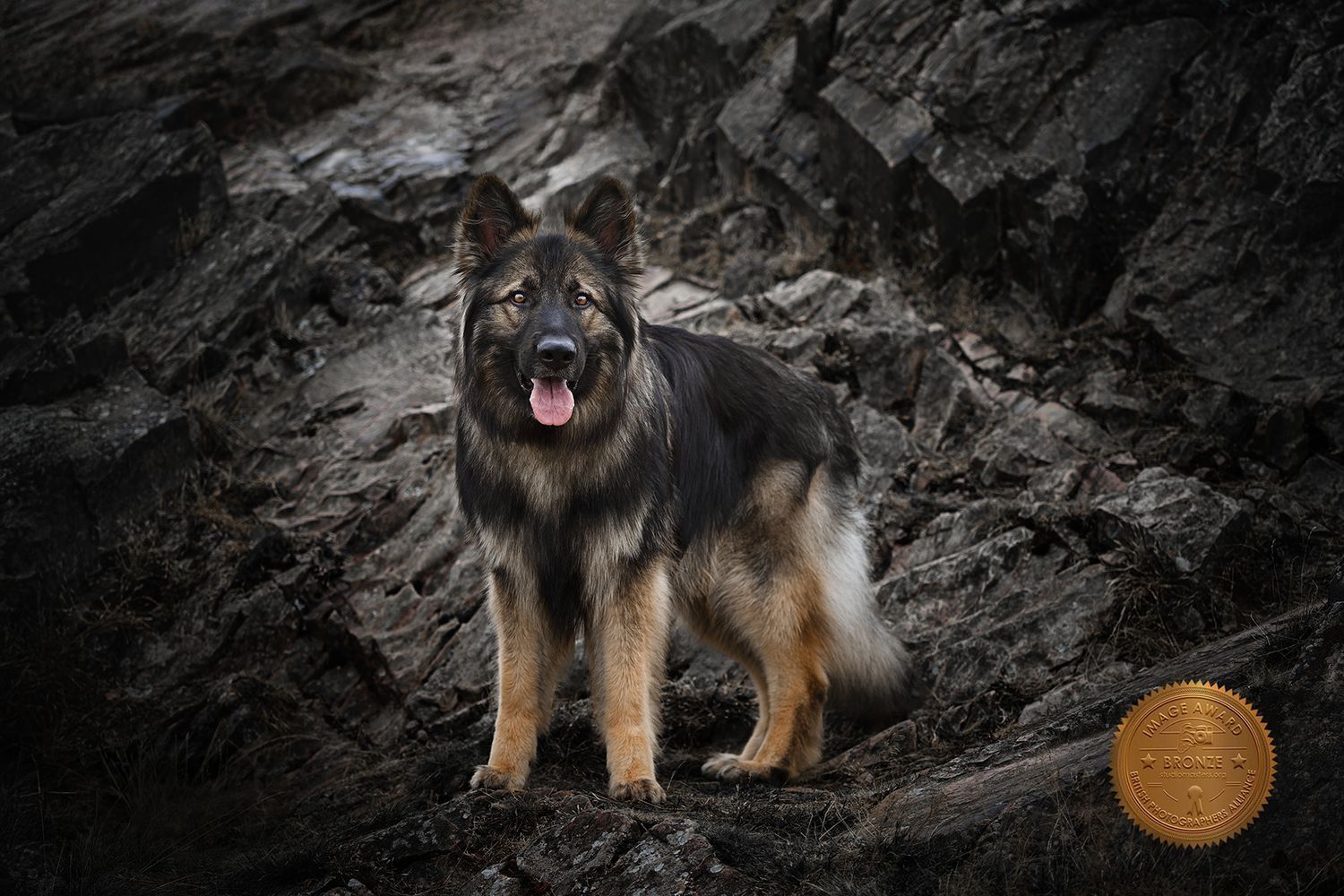 Dramatic black and white panorama of dogs posing on dark rocky terrain.