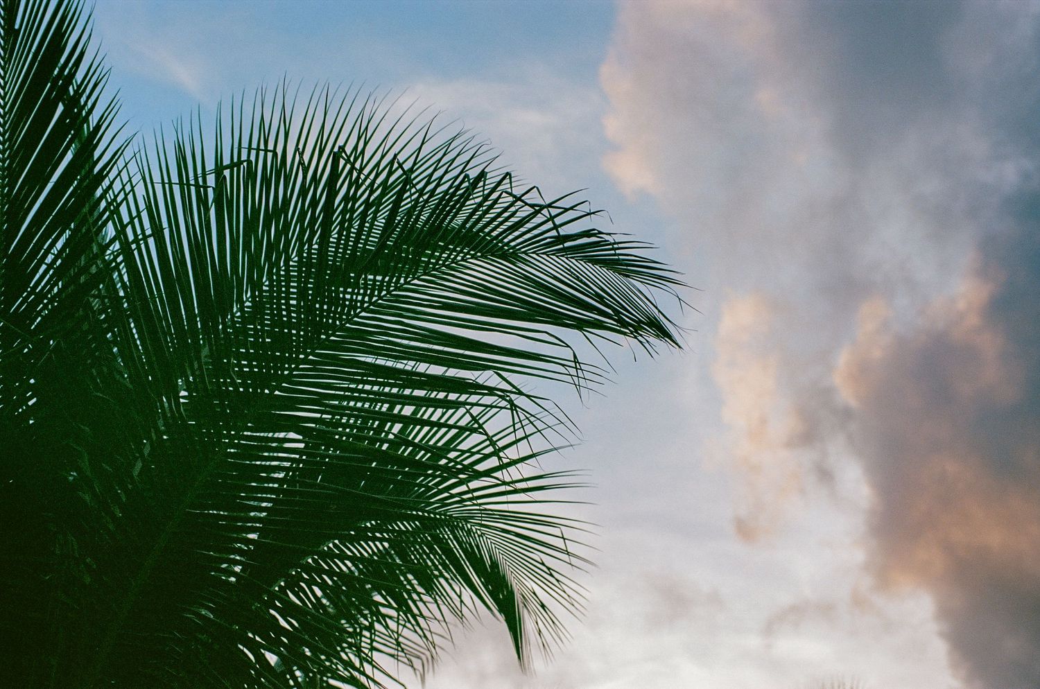 Palm fronds silhouetted against a colorful sunset sky.