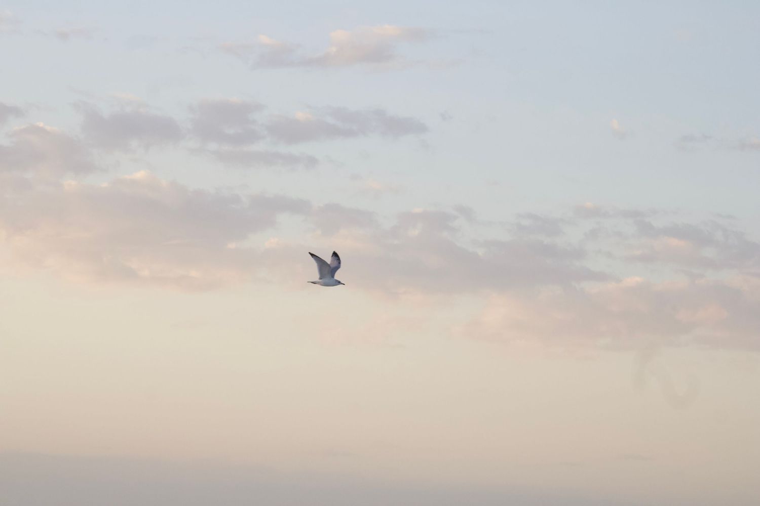 A lone seagull soars through a pastel-colored sunset sky with wispy clouds creating a serene coastal atmosphere.