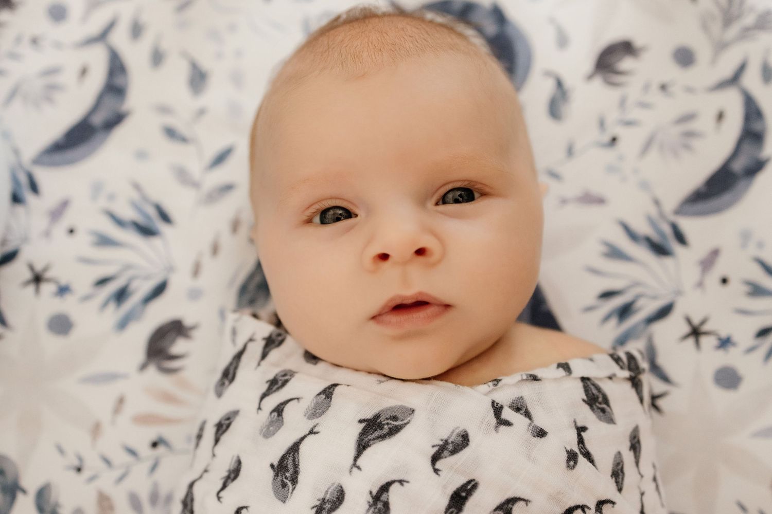 A swaddled newborn baby boy looks directly into the camera for his first headshot with Bay Area Newborn photographer Cindy Tucey