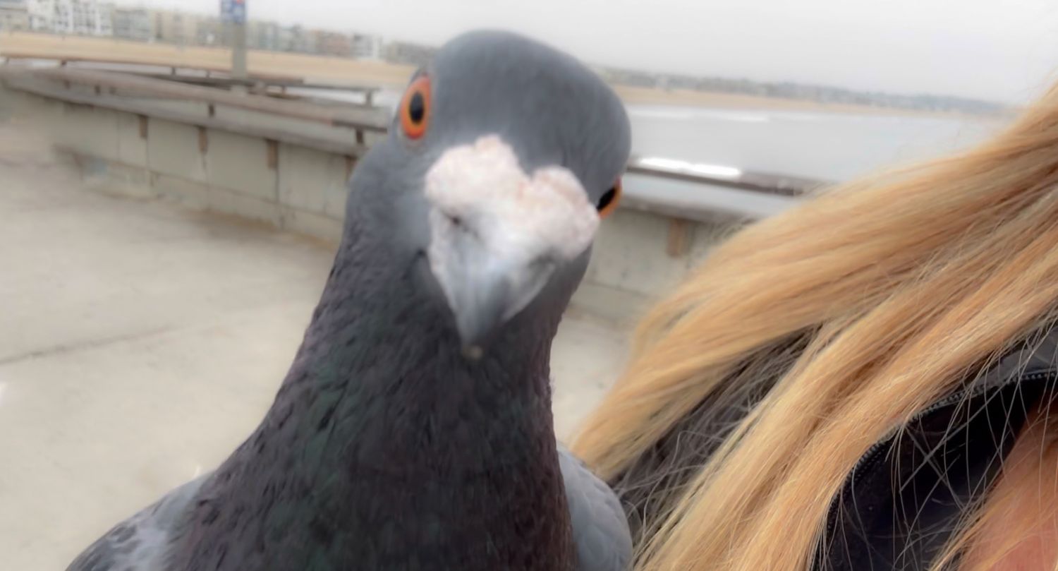 A curious pigeon with bright eyes looks directly at camera in extreme close-up with blonde hair visible in frame.