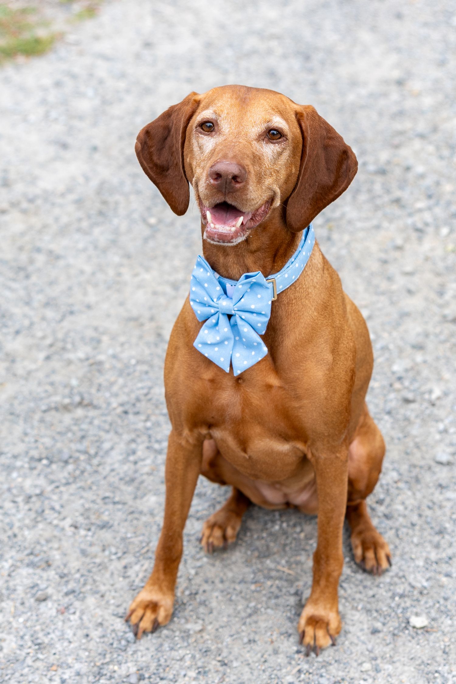 A happy Vizsla puppy wearing a light blue bowtie sits on a gravel surface during a family photography session at Codman Estate Lincoln, MA.
