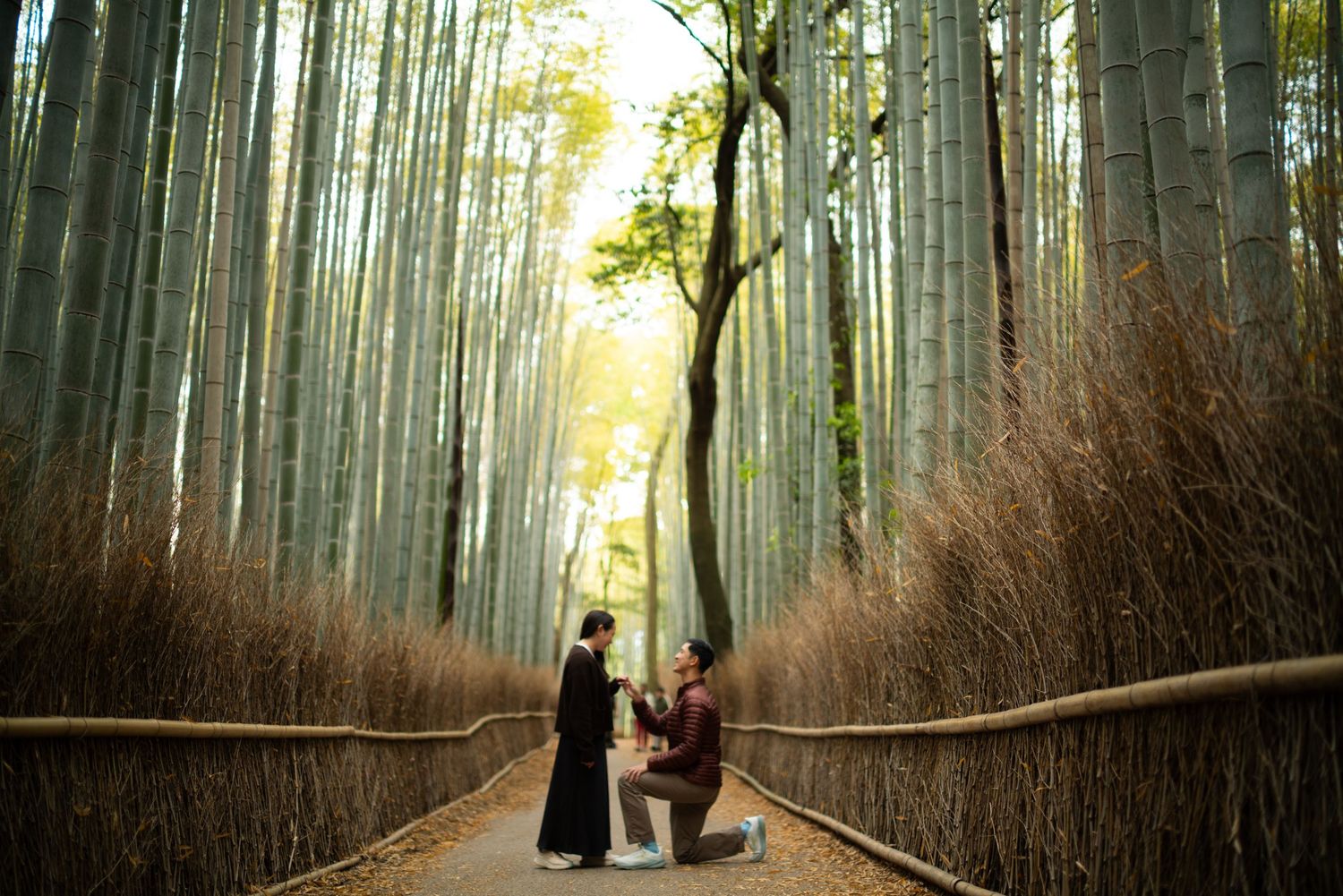 Man kneeling to propose to a woman on a path through a tall bamboo grove with warm sunlight filtering through the trees.