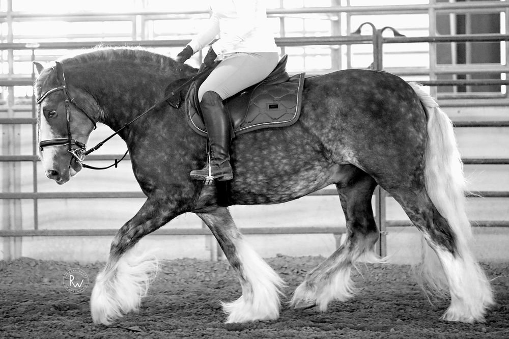 Tips for Photographing the Perfect Trot