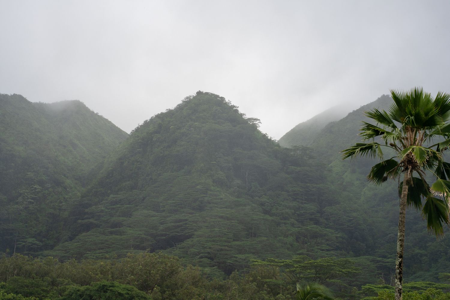 Misty green mountains rise dramatically behind a lone palm tree in a tropical landscape.