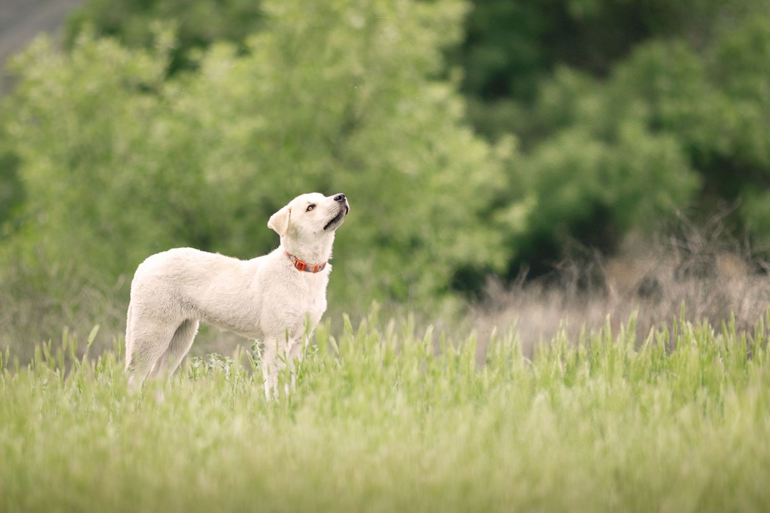 A young white lamb stands in a green meadow looking upward on a bright spring day with soft bokeh background.