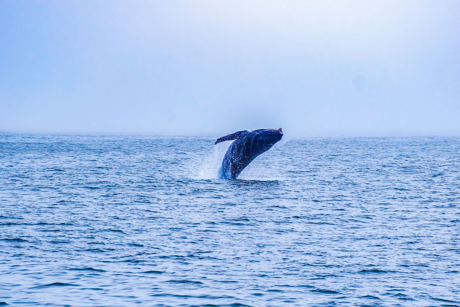 Humpback whale breaching in blue ocean waters against misty horizon.
