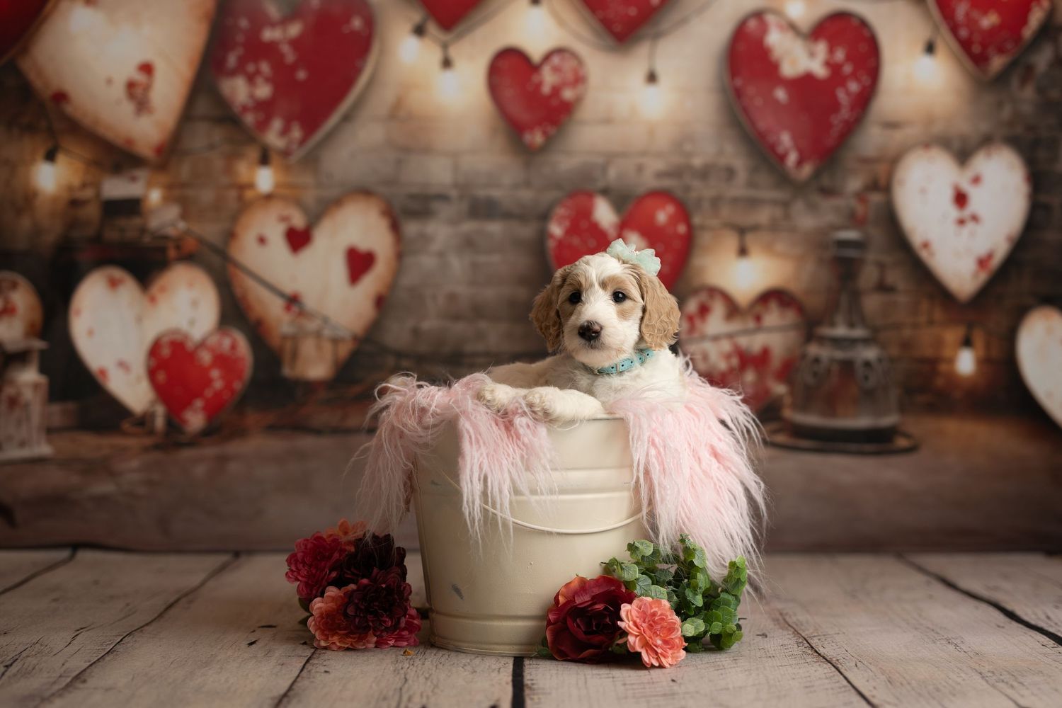 A series of Valentine's Day themed photos with red hearts and a small white dog wearing pink accessories.