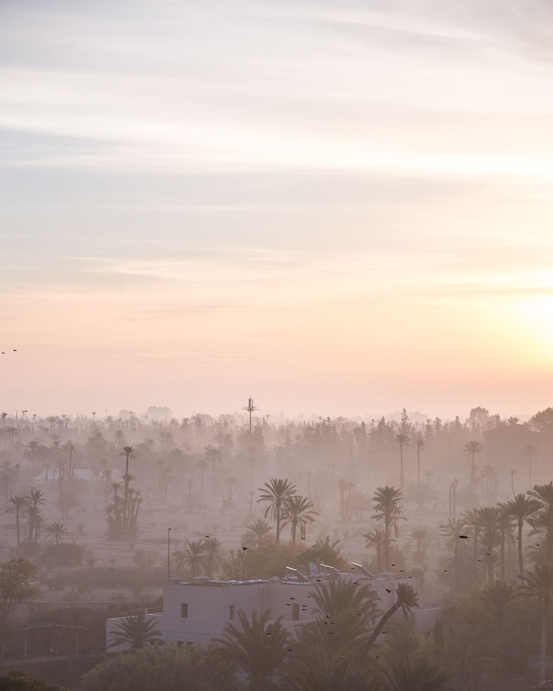 Misty sunset view over a palm tree-dotted cityscape creating a dreamy silhouette effect.