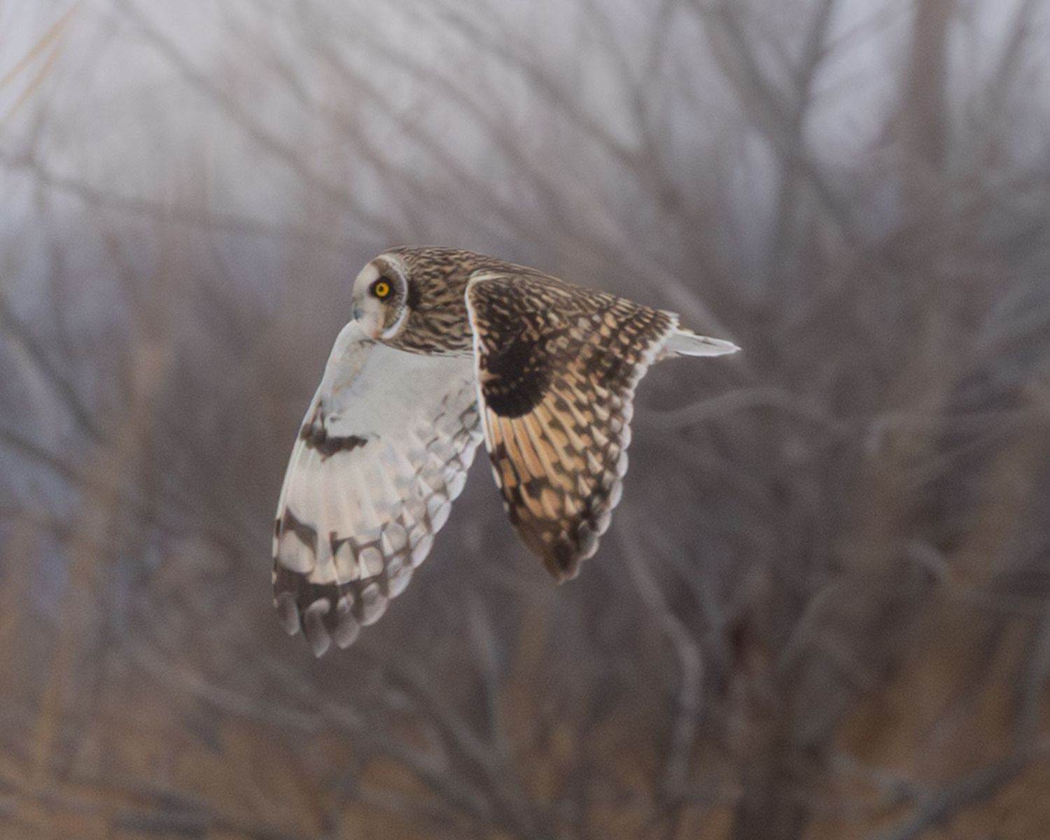 A majestic owl glides through a misty forest with wings spread wide in graceful flight.