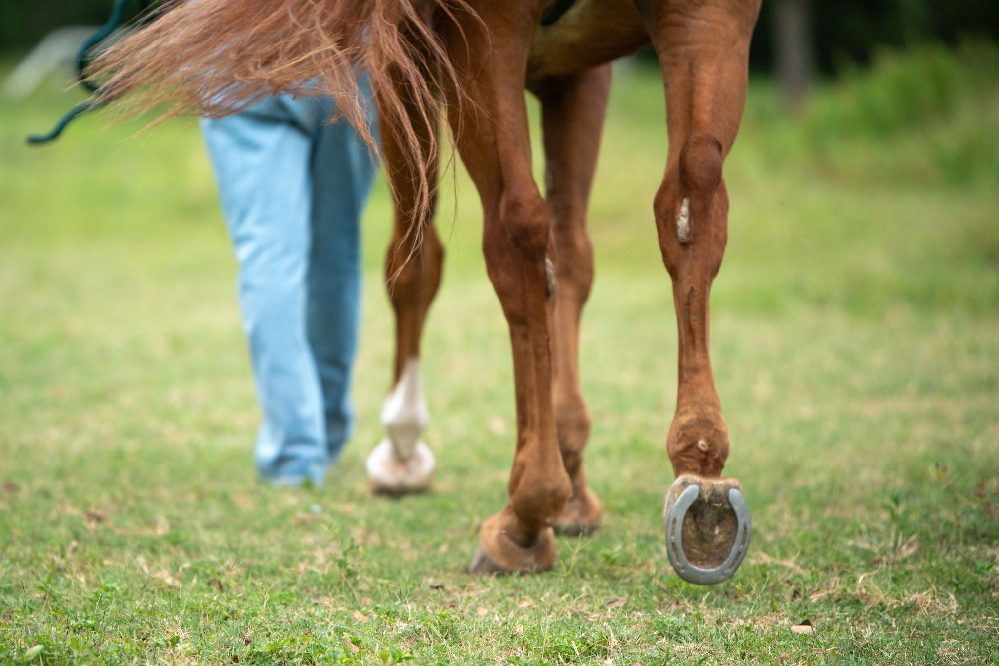 Close up view of horse legs walking on grass with someone wearing blue jeans visible in the background.