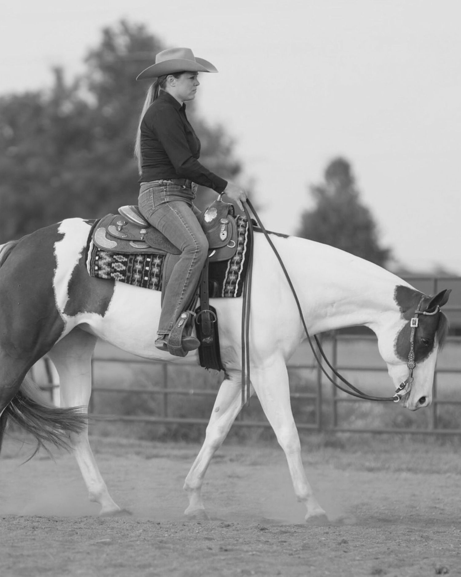 A series of black and white photographs captures a horse performing a running motion sequence in progressive frames.