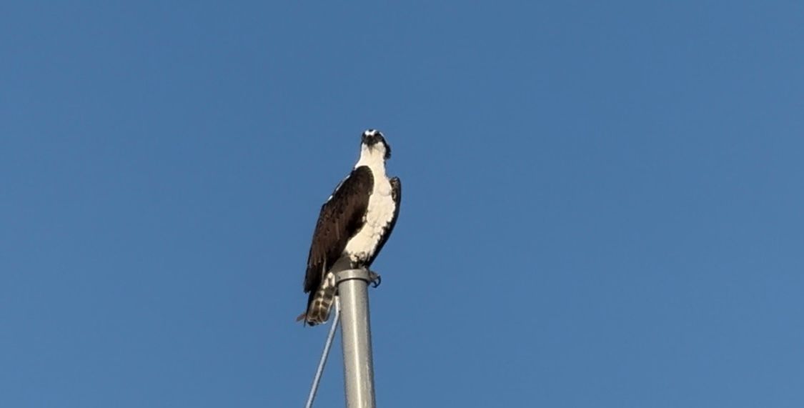 An osprey perches alertly on a metal pole against a clear blue sky backdrop.