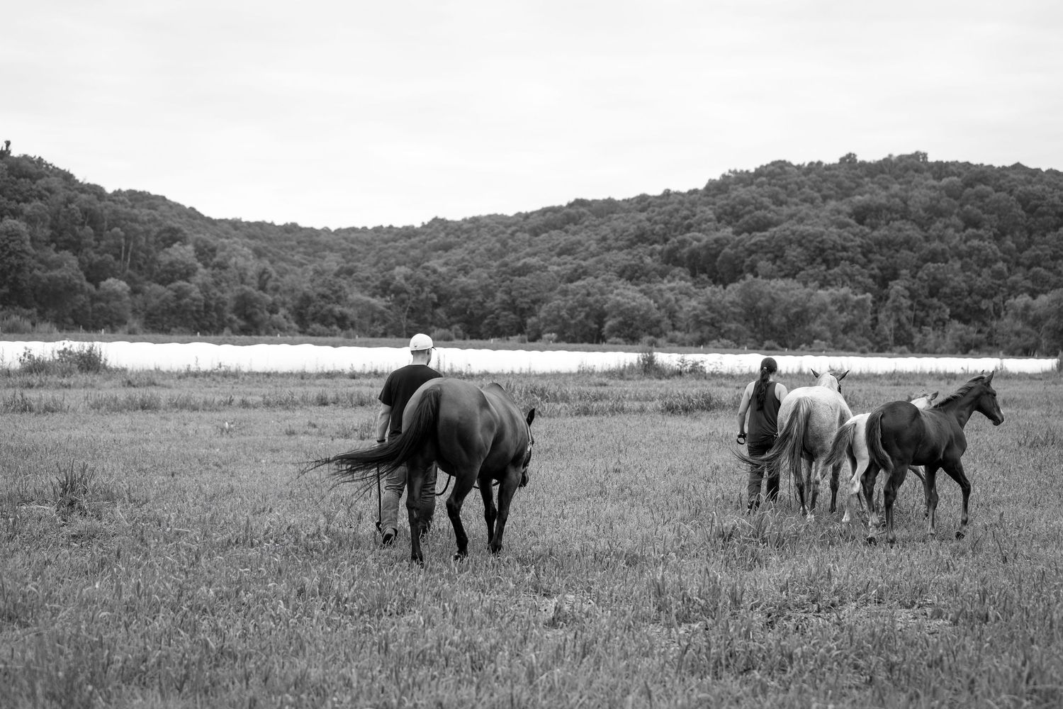 EQUINE PROMOS