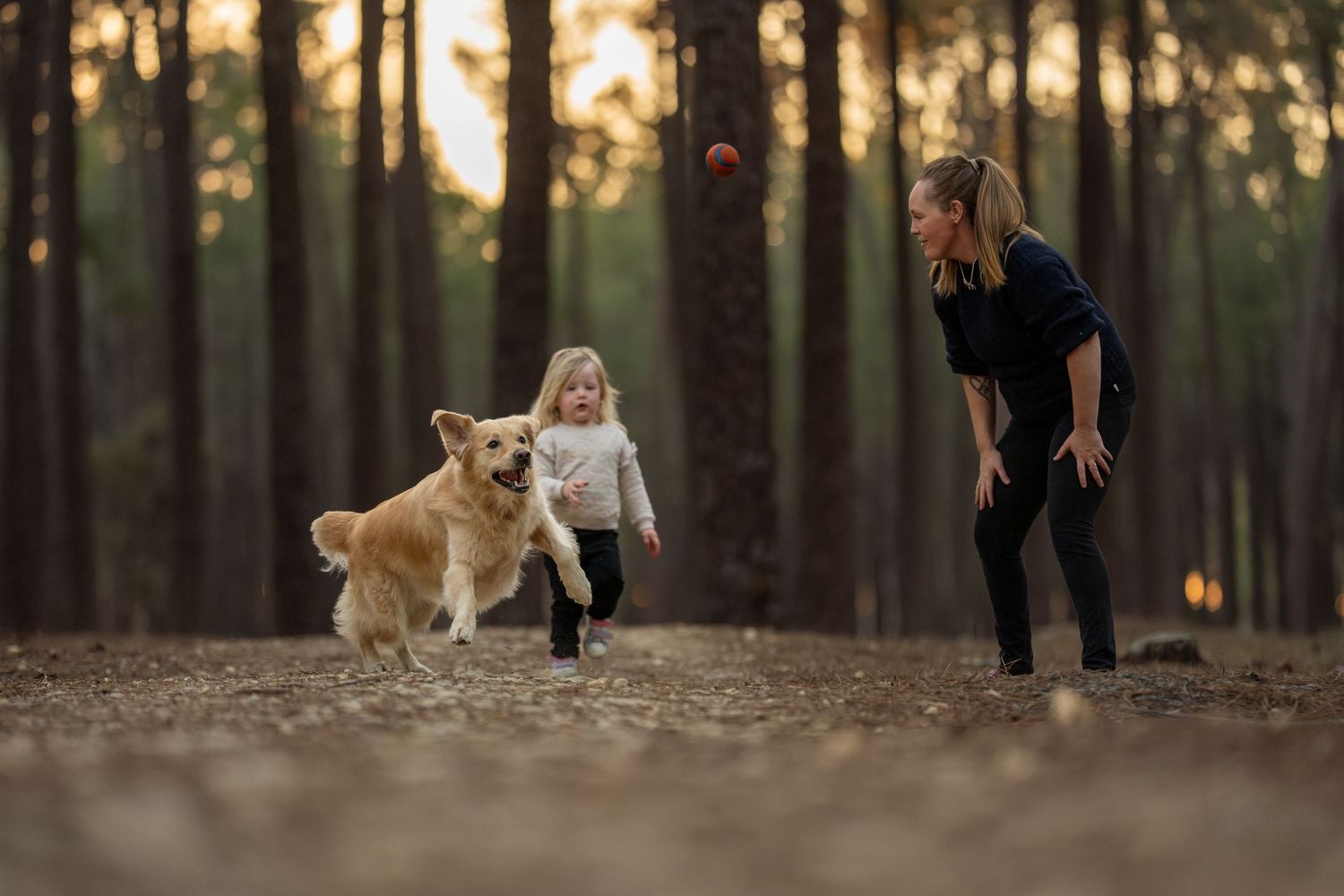 Woman and toddler playing fetch with a golden retriever in a pine forest at sunset.