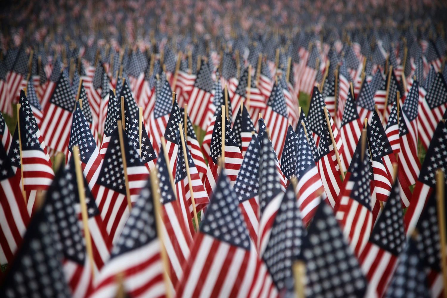 A dense field of American flags planted in the ground, creating a patriotic memorial display with hundreds of red, white, and blue flags.