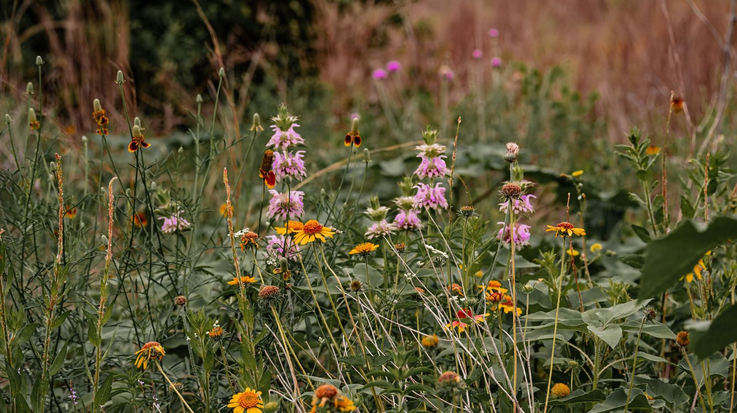 A vibrant wildflower meadow with pink bergamot and orange blooms growing among tall green grasses in soft natural light.
