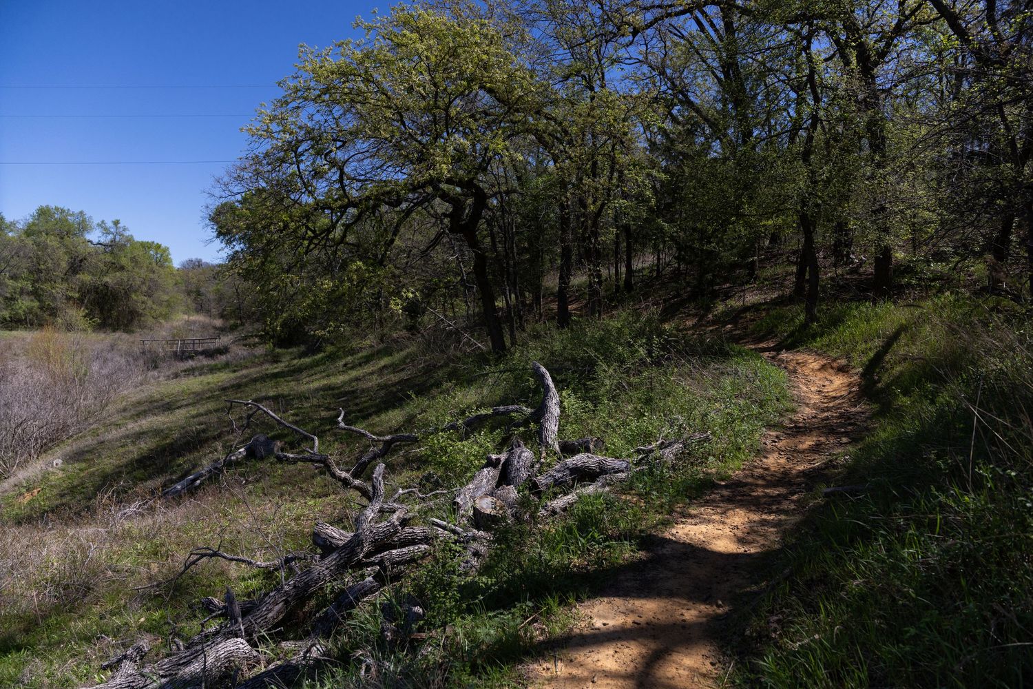Scenic dirt hiking trail through oak woodland forest with fallen trees and blue sky.