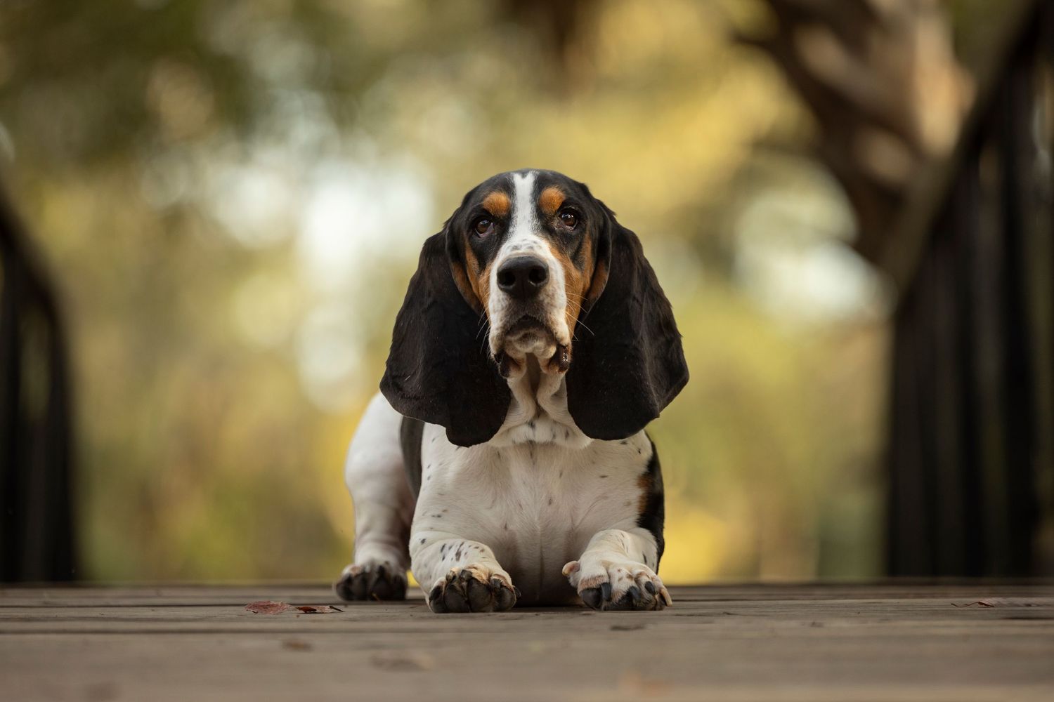 A Basset Hound laying on a bridge bathed in the evening light