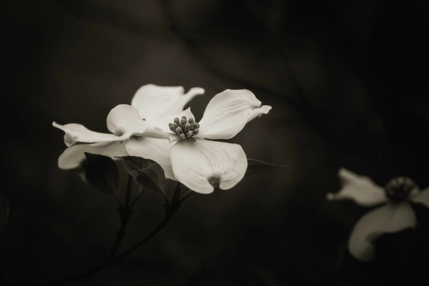monochrome d\ogwood in bloom