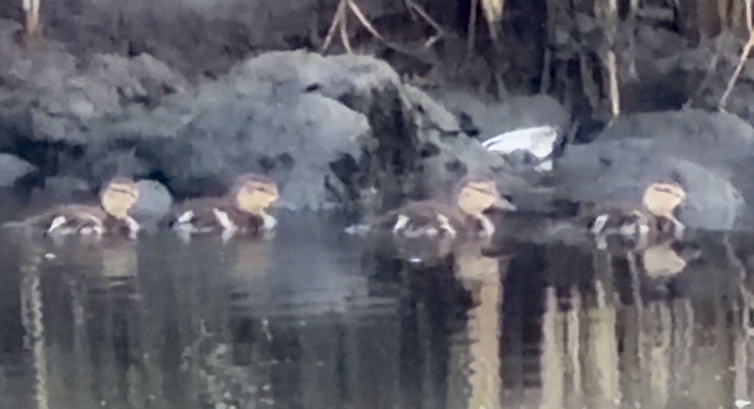 A group of ducks resting on rocks near calm water surrounded by natural shoreline vegetation.