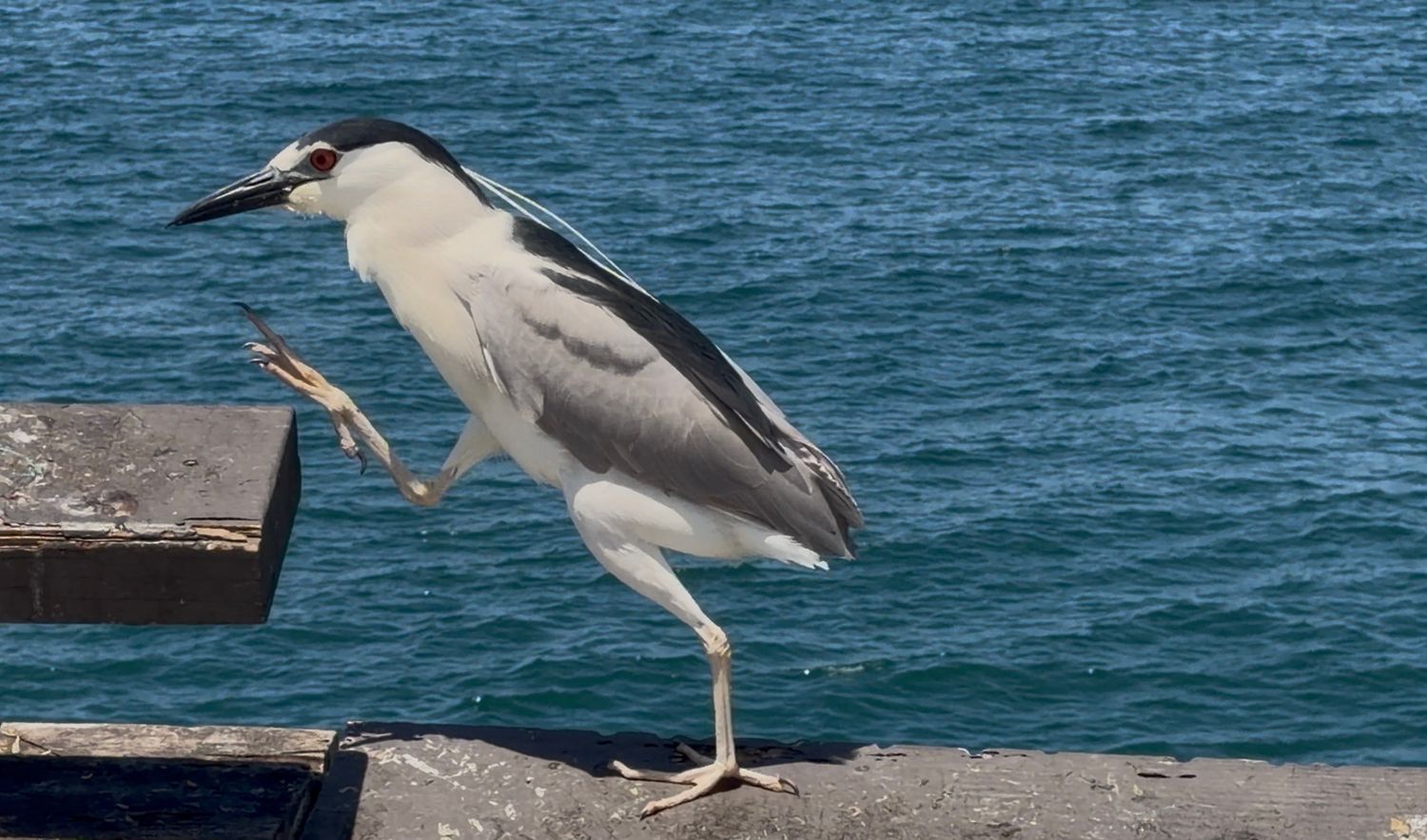 A black-crowned night heron stands on a concrete pier ledge with blue ocean water in the background.