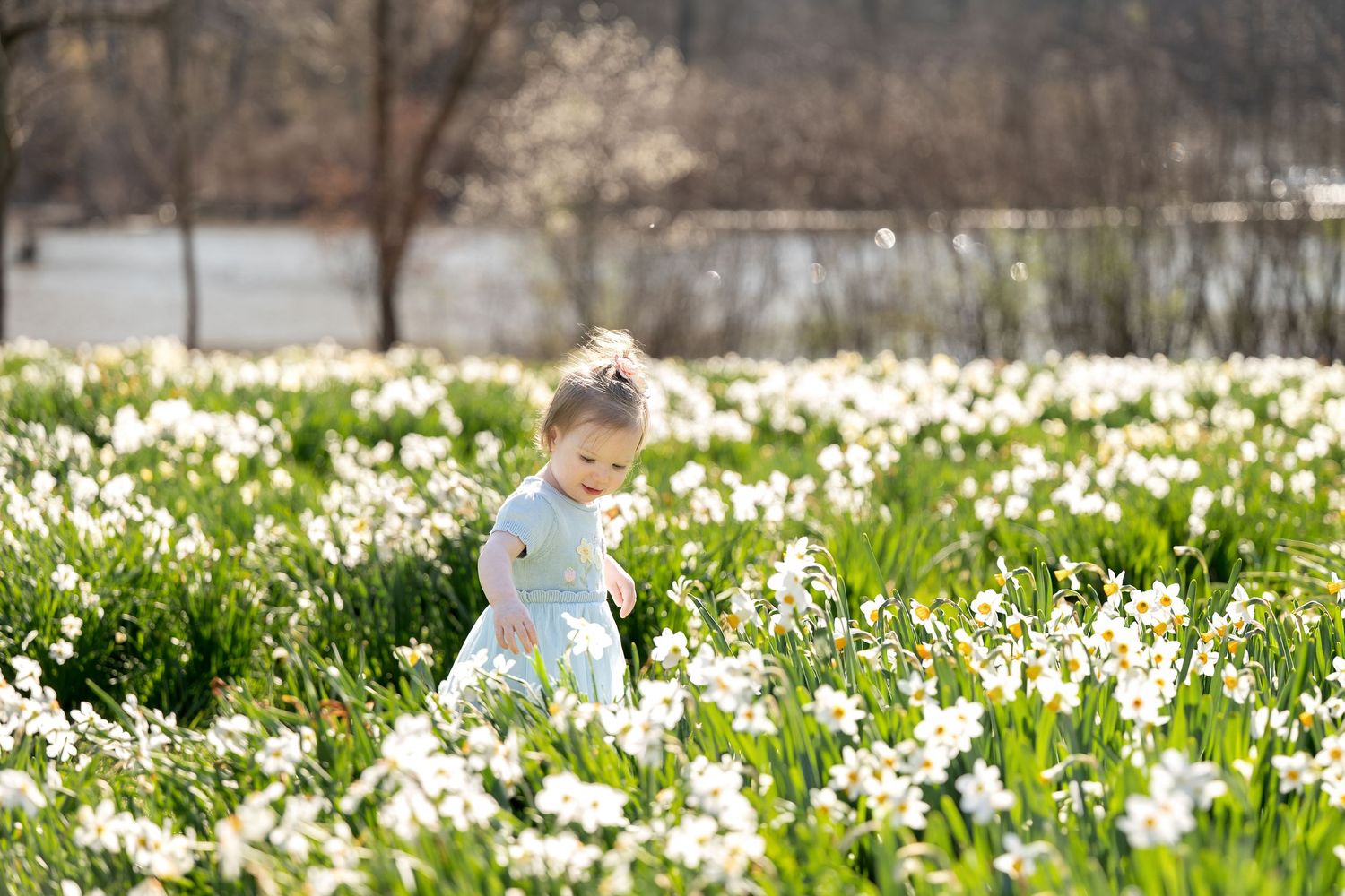 Young girl in light blue dress exploring a vast field of white daffodils on a sunny spring day.