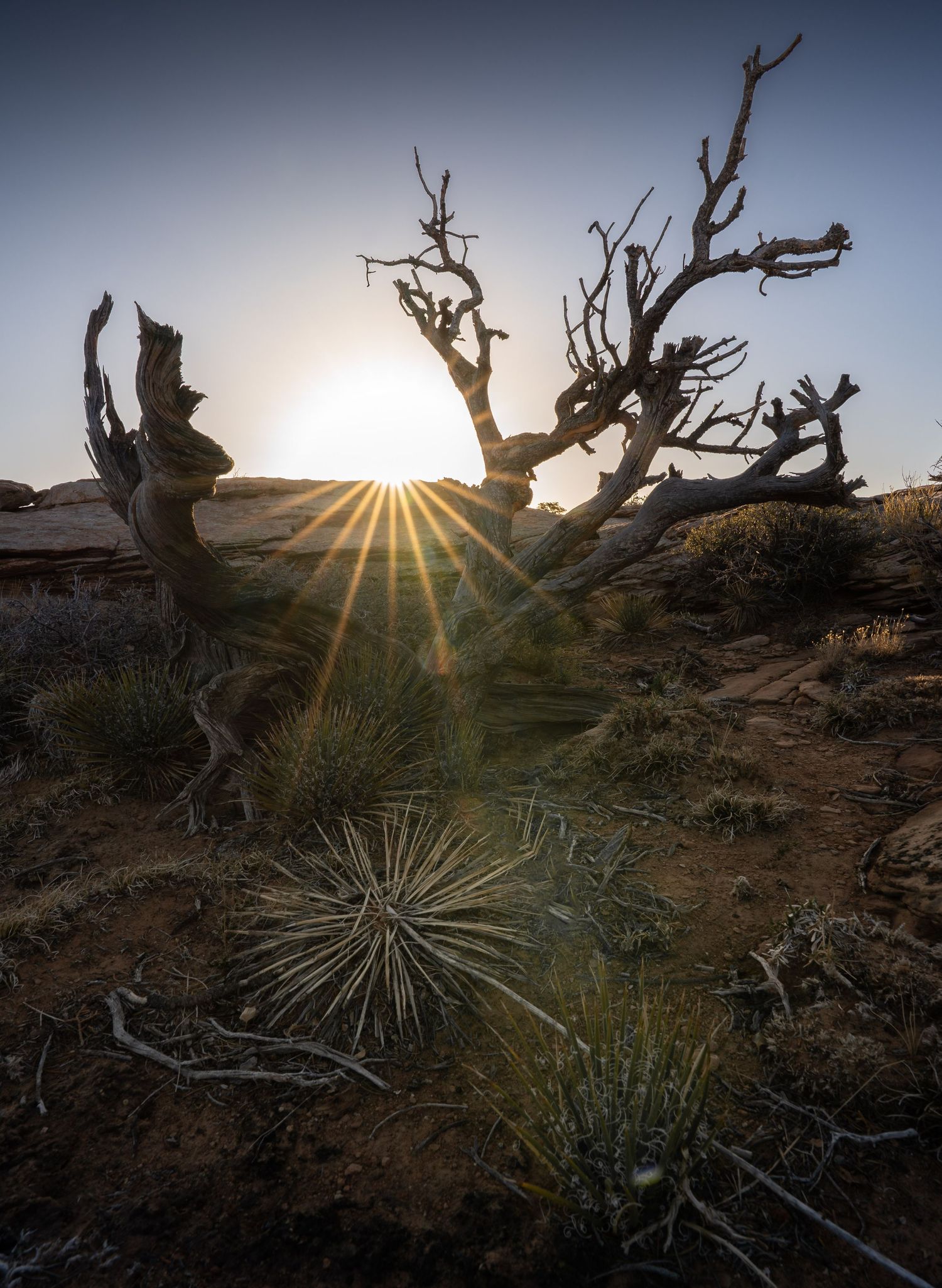 The sun rises behind a rugged tree in Canyonlands National Park, Utah.
