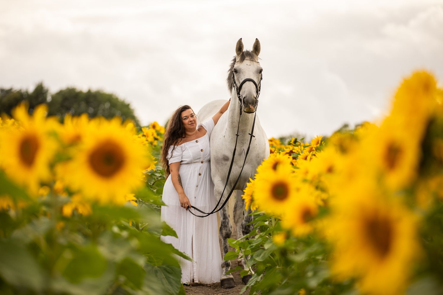 Majestic white horse and companion standing in a vibrant field of blooming sunflowers.