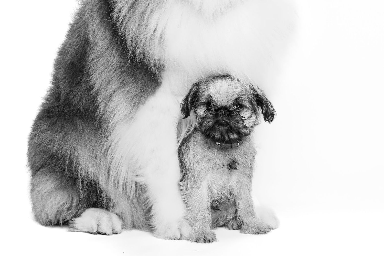 A fluffy brussels griffon puppy dog with a scrunched face sits beside a larger dog's partial body in black and white.