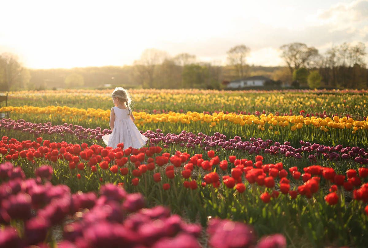 Small figure in white dress walking through colorful tulip field at sunset.
