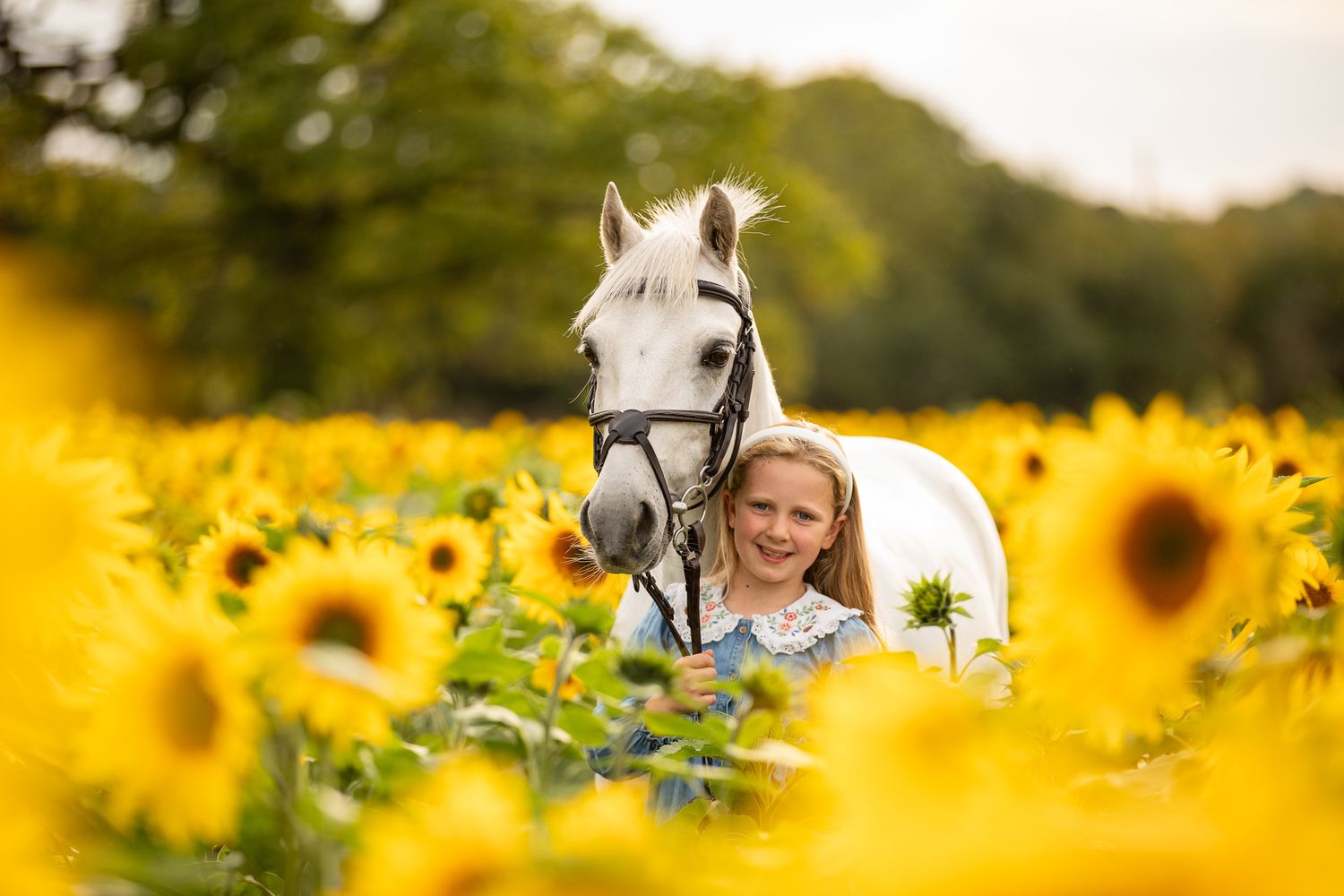 A person leads a palomino horse along a sunlit forest trail surrounded by tall evergreen trees.