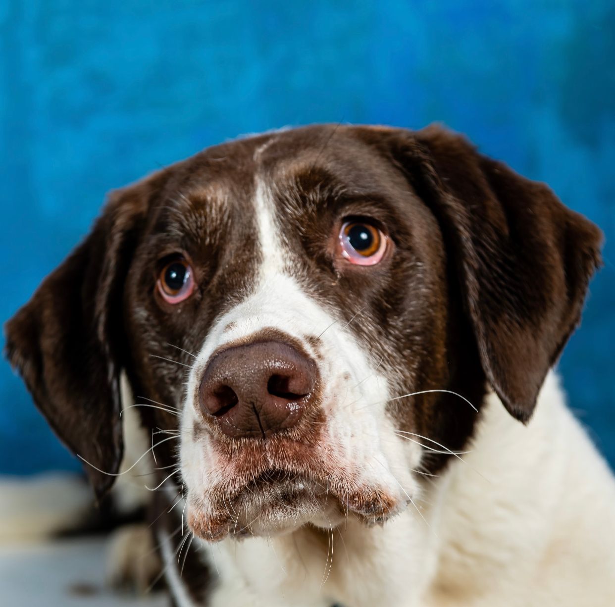 A brown and white pointer dog with expressive eyes gazes at camera against blue background.
