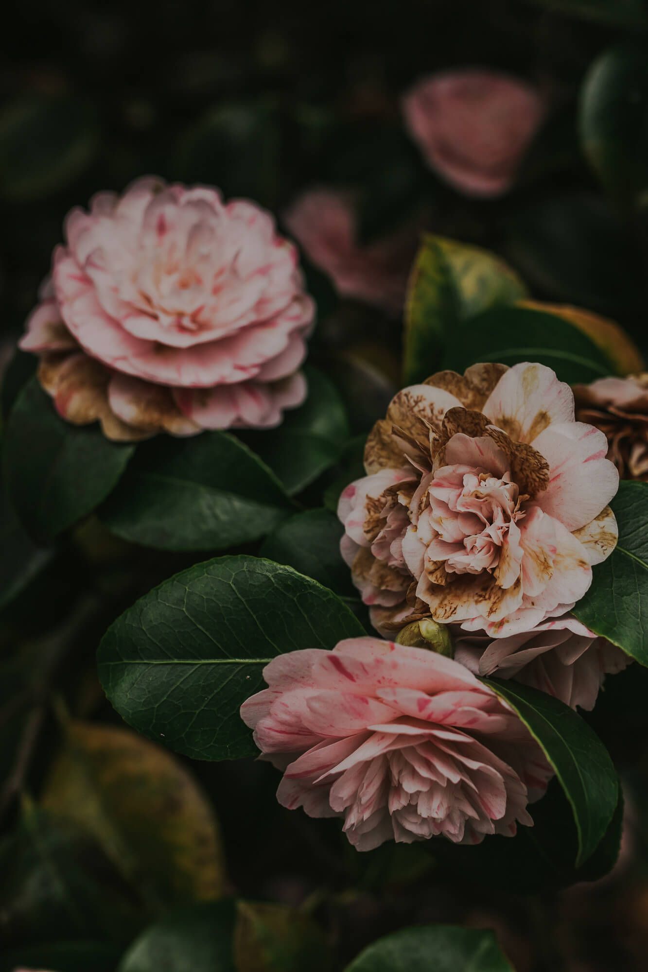 Pink camellia flowers with dark green leaves bloom in a moody garden setting with dramatic lighting.